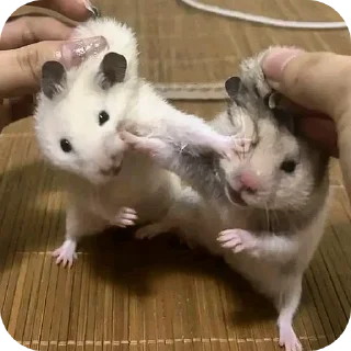 Video sticker 🐱 Hamster   @stickerslovez