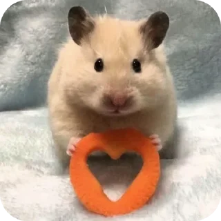 Telegram sticker 🐱 Hamster   @stickerslovez