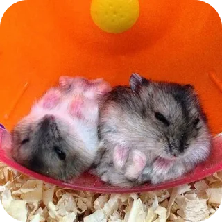 Video sticker 🐾 Hamster   @stickerslovez