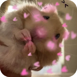 Telegram sticker 🤲 Hamster   @stickerslovez