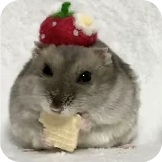 Telegram sticker 🐾 Hamster   @stickerslovez