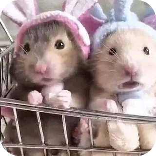 Video sticker 🤲 Hamster   @stickerslovez