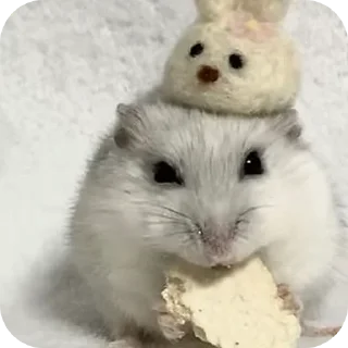 Telegram sticker 🐾 Hamster   @stickerslovez