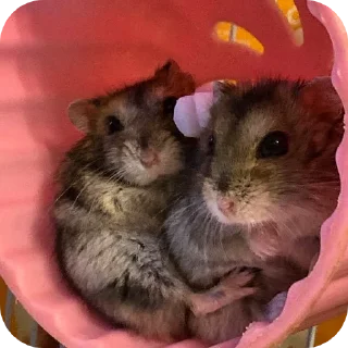 Sticker 🐱 Hamster   @stickerslovez