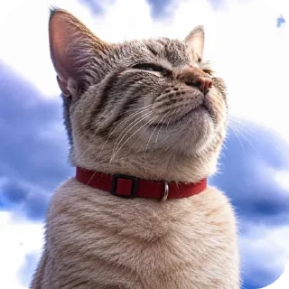 Telegram sticker 🐈 Больше стиков тут: @stikery4