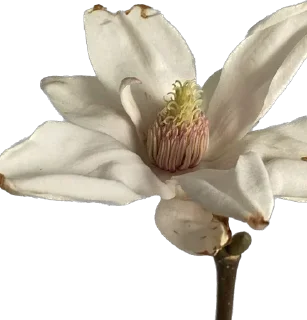 Telegram sticker 🪷 @jenomuas