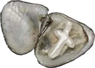 Telegram sticker 🦪 @jenomuas