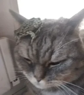 Video sticker 🐈 Больше стиков тут: @stikery4