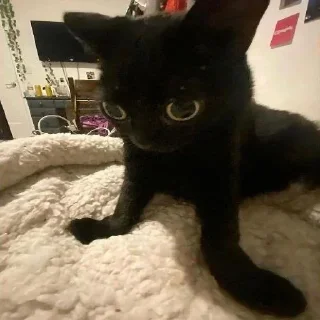 Video sticker ❔ Больше стиков тут: @stikery4