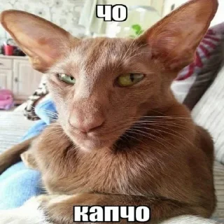 Telegram sticker ❔ Больше стиков тут: @stikery4