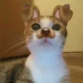 Sticker 🐕 Больше стиков тут: @stikery4