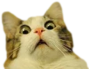 Sticker 😱 Эти ебучие коты (часть 3)