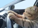 Video sticker 🚘 Эти ебучие коты (часть 3)