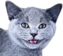 Video sticker 😟 Эти ебучие коты (часть 3)