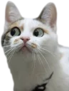 Telegram sticker 😯 Эти ебучие коты (часть 3)