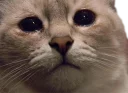 Telegram sticker 😥 Эти ебучие коты (часть 3)