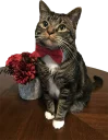 Telegram sticker 👔 Эти ебучие коты (часть 3)