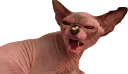 Telegram sticker 😡 Эти ебучие коты (часть 3)