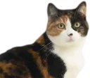 Telegram sticker 😐 Эти ебучие коты (часть 3)