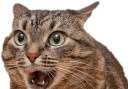 Telegram sticker 😲 Эти ебучие коты (часть 3)