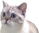 Sticker 😢 Эти ебучие коты (часть 3)