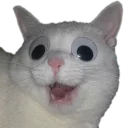 Video sticker 🥺 Эти ебучие коты (часть 3)