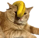 Video sticker 🍌 Эти ебучие коты (часть 3)