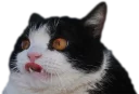 Telegram sticker 😧 Эти ебучие коты (часть 3)