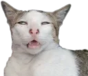 Telegram sticker 🥴 Эти ебучие коты (часть 3)