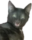 Telegram sticker 😱 Эти ебучие коты (часть 3)