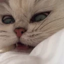 Телеграм стикер 😦 Эти ебучие коты (часть 3)