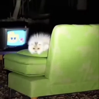 Video sticker 😤 Котогусеница 🤏 @Cool_Chernichn :: @fStikBot