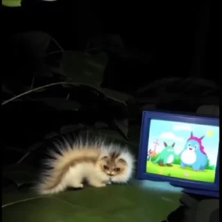 Video sticker 😠 Котогусеница 🤏 @Cool_Chernichn :: @fStikBot