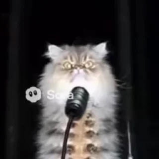 Video sticker 🌟 Котогусеница 🤏 @Cool_Chernichn :: @fStikBot