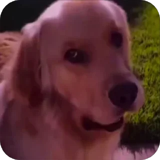Video sticker 🤮 Больше стиков тут: @stikery4