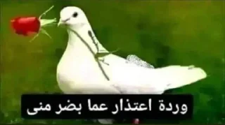 Telegram sticker 🏳️ مدري