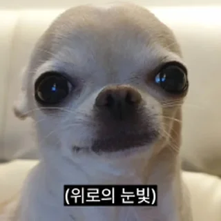 Video sticker ⭐ 찌기대기의 괄호세상 @moe_sticker_bot