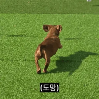 Video sticker ⭐ 찌기대기의 괄호세상 @moe_sticker_bot