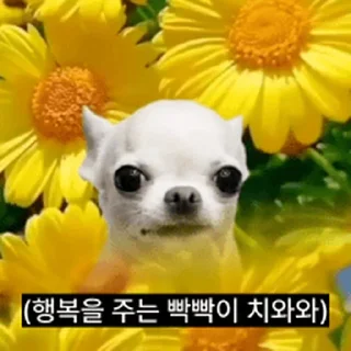 Video sticker ⭐ 찌기대기의 괄호세상 @moe_sticker_bot