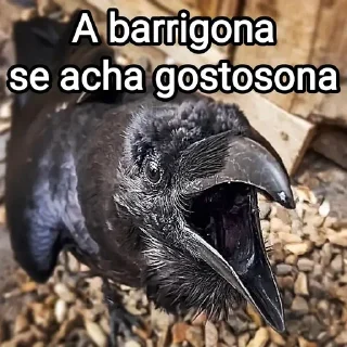 Sticker 🐦‍⬛️ Mensagens Fofas (((18)))