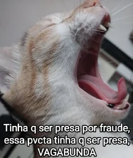 Video sticker 😾 Mensagens Fofas (((18)))