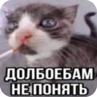 Telegram sticker 🐱 яхааайбля2 ➡️ xmi