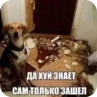 Video sticker 🐶 яхааайбля2 ➡️ xmi