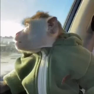 Video sticker 😳 @HUBXE @WTF69KARTIK MONKEY PACK