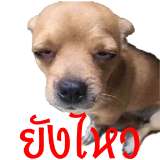 Телеграм стикер 🥱 มีมหมา