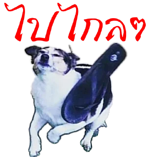 Video sticker 😁 มีมหมา