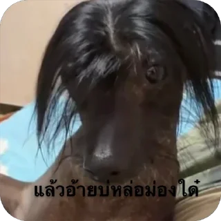 Video sticker 🫥 NaHEe