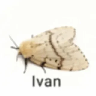 Video sticker 💐 مو داشاقوم طلایه دنبال کوص بلایه