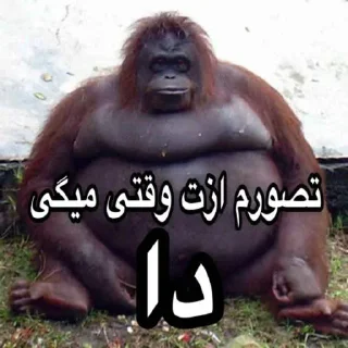 Telegram sticker 😂 مو داشاقوم طلایه دنبال کوص بلایه
