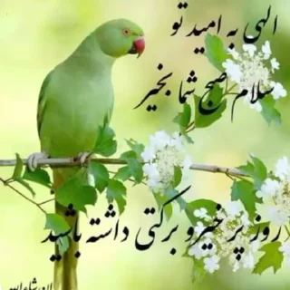 Telegram sticker 😂 مو داشاقوم طلایه دنبال کوص بلایه